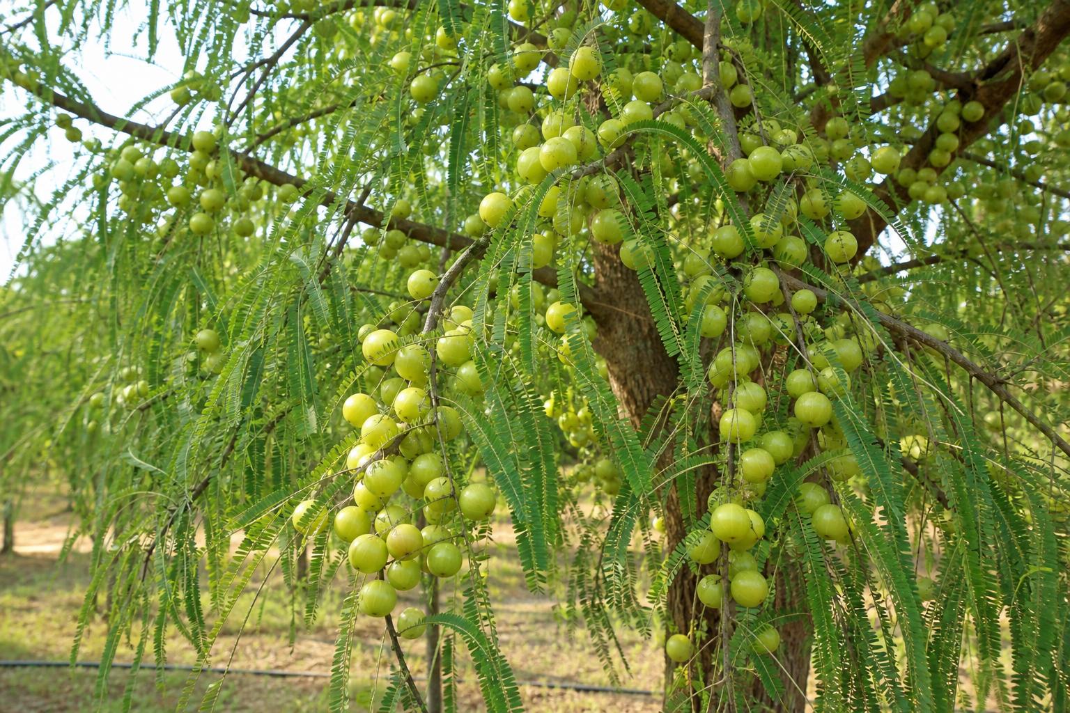 Amla — Heavy-bearing amla canopy