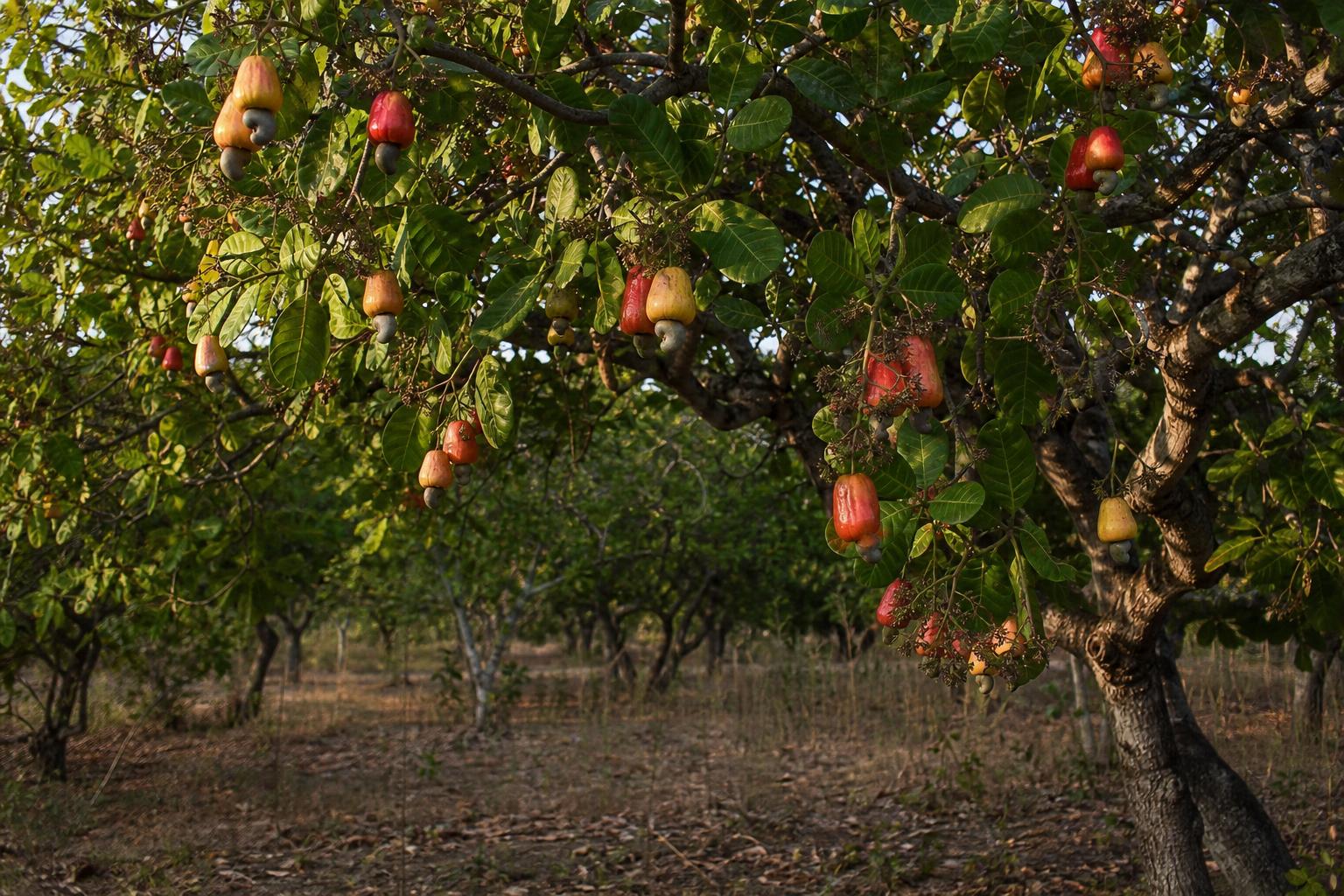 Cashew — Cashew estate in full bearing