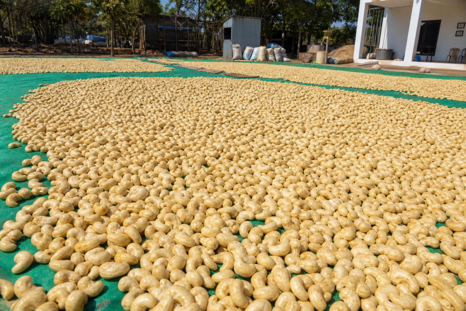 Cashew — Raw nuts spread for sun-drying