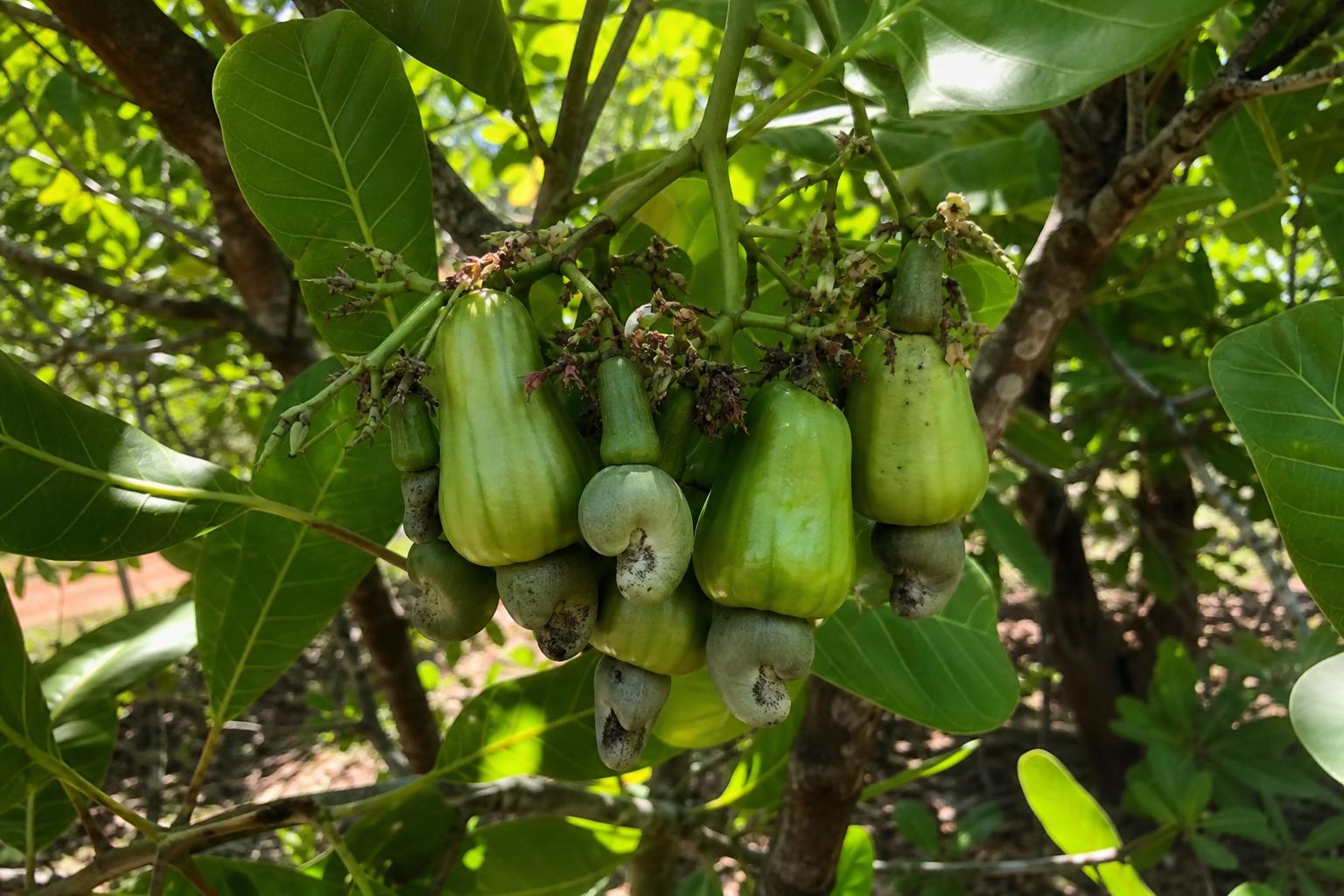 Cashew — Developing nuts on the tree