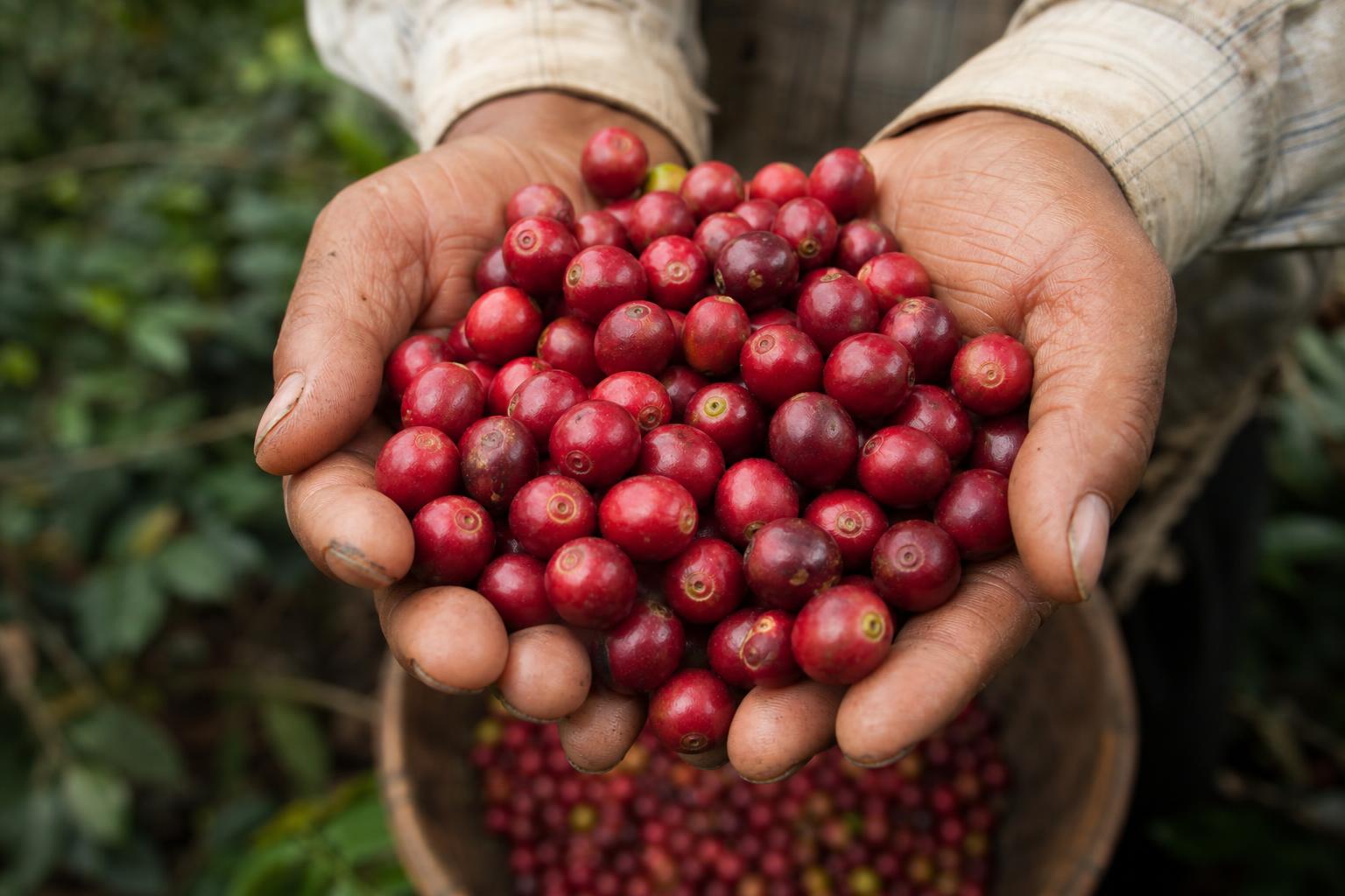 Coffee — Hand-picked ripe cherries