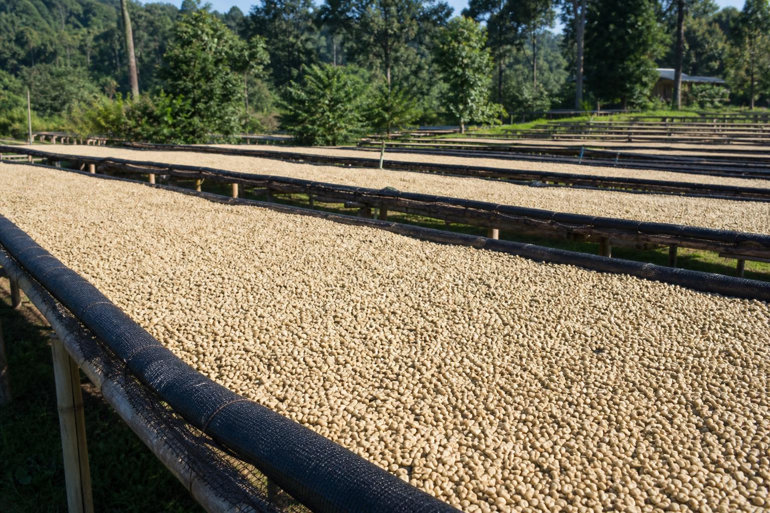 Coffee — Beans drying on raised beds