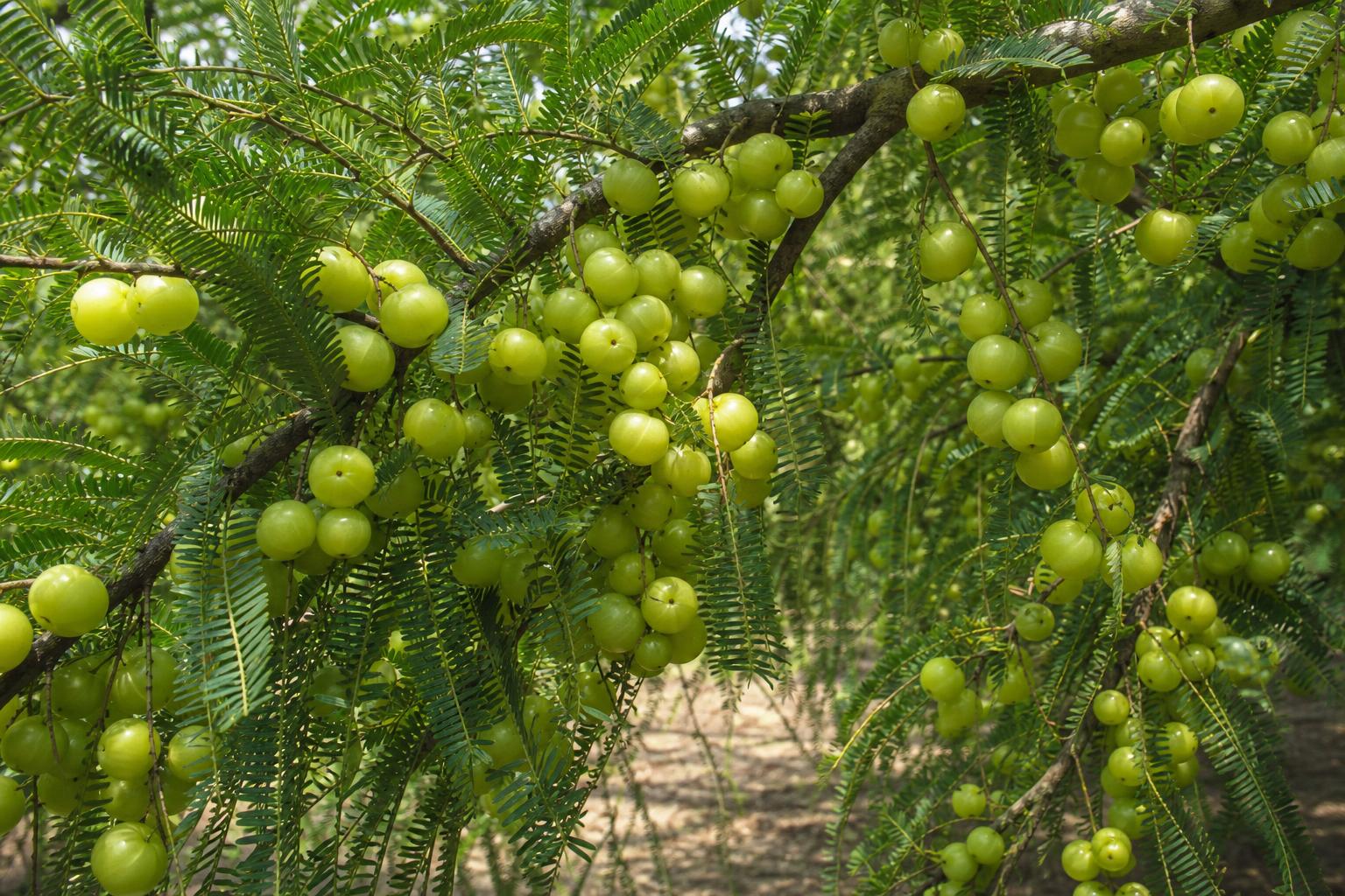 Amla