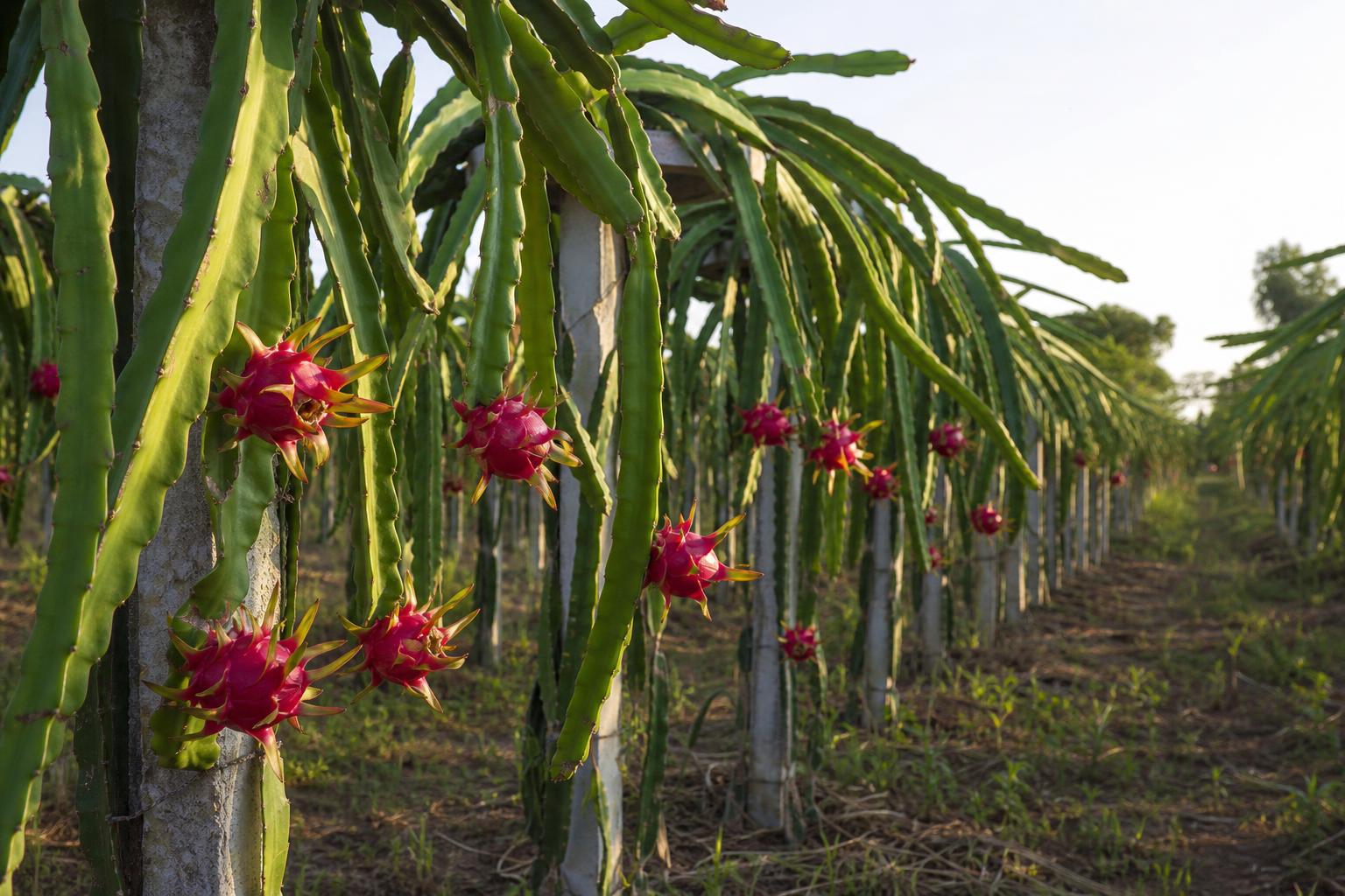 Dragon Fruit