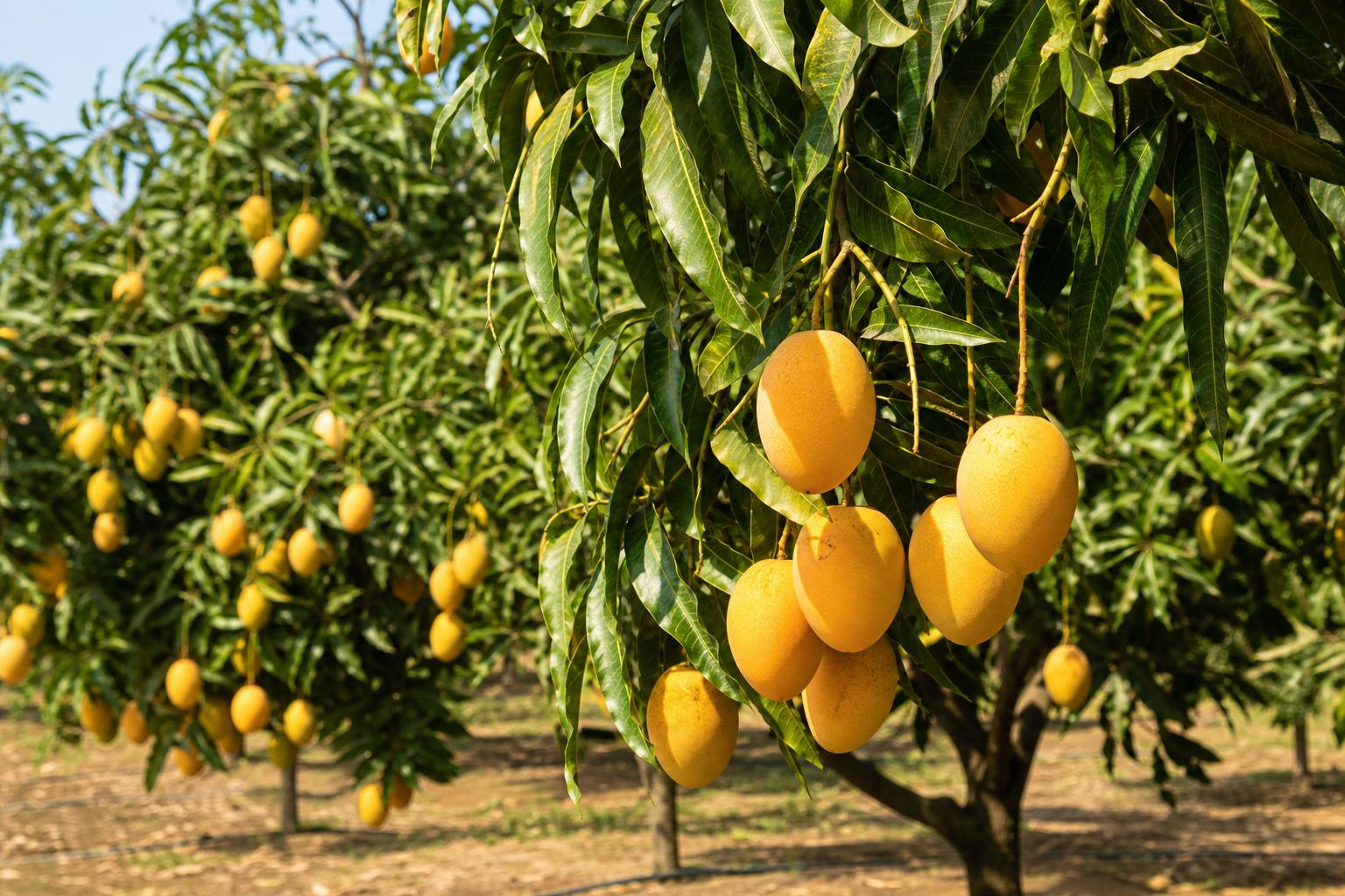 Mango