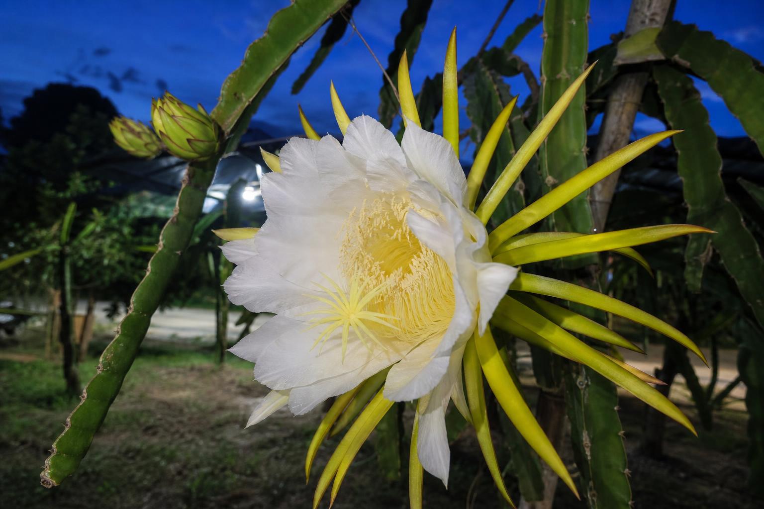 Dragon Fruit — Night-blooming flower in season