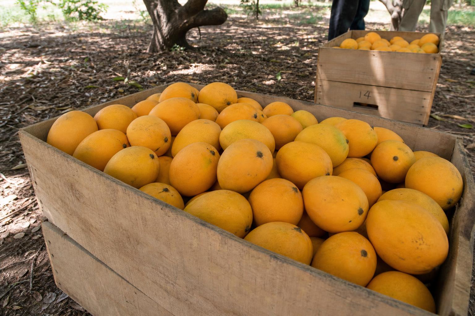 Mango — Sorted harvest ready for grading