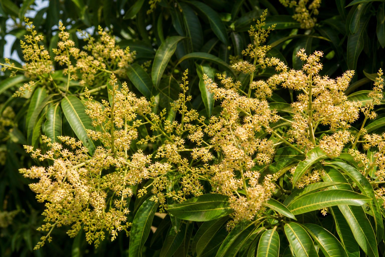 Mango — Flowering panicles in season