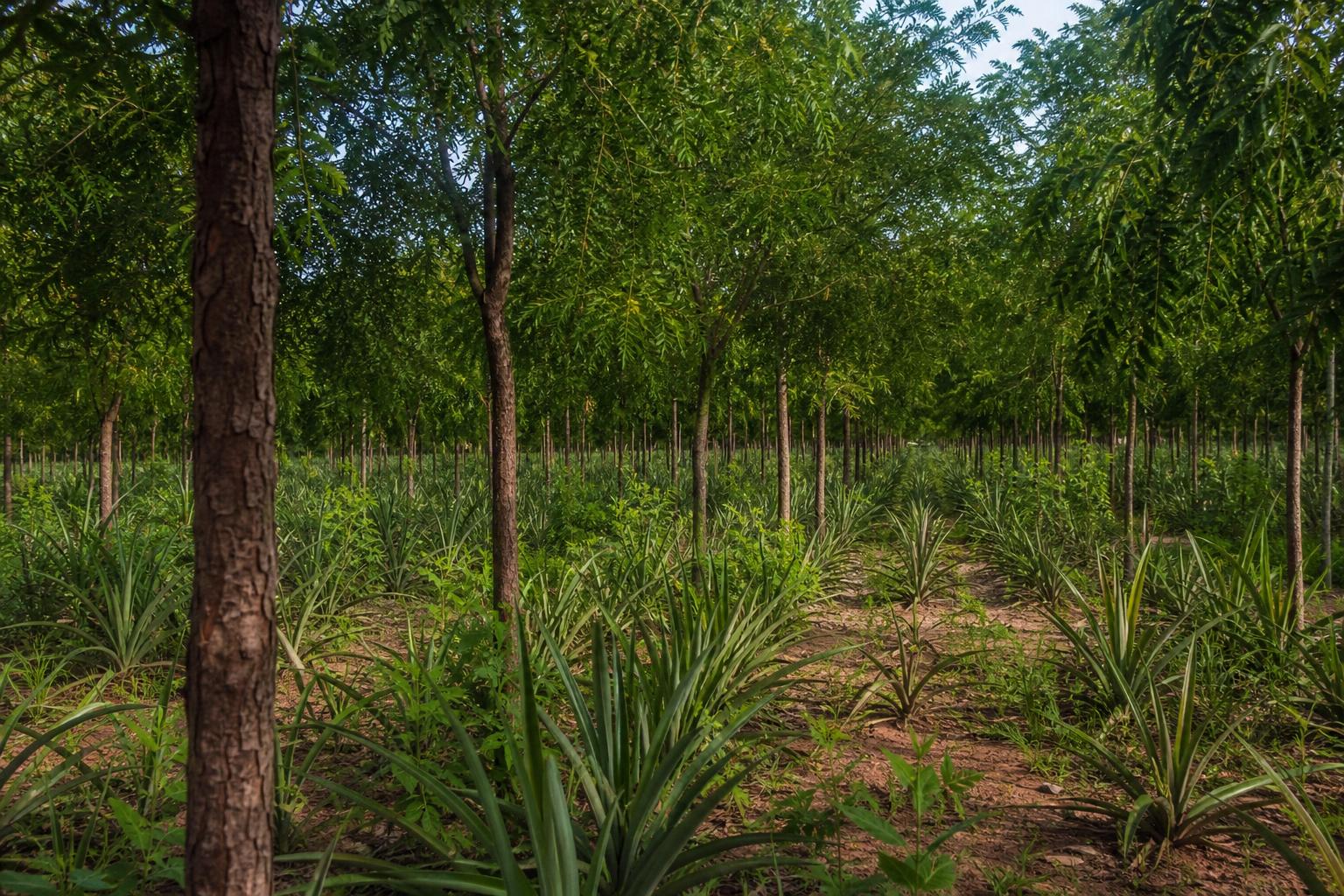 Sandalwood — Managed sandalwood rows